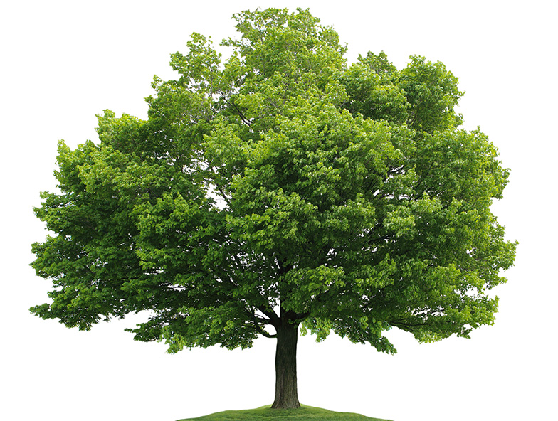 eClaims Tree